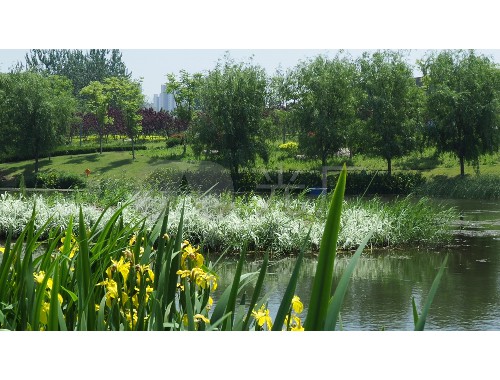 武夷山绿化苗木批发市场在哪里