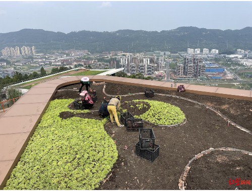 校园道路绿化工程量清单