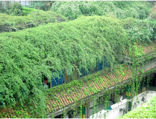 安宁绿化草皮基地